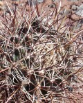 Sclerocactus Whipplei