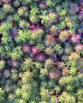 Sedum