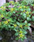 Sedum actinocarpum