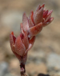 Sedum aetnense