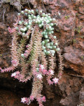 Sedum alamosanum