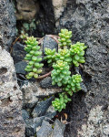 Sedum album