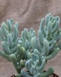 Sedum allantoides