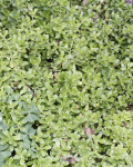 Sedum amecamecanum