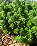 Sedum anglicum