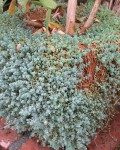 Sedum Dasyphyllum