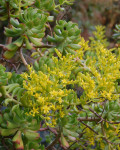 Sedum dendroideum