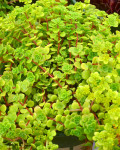 Sedum makinoi 'Limelight'