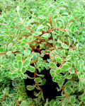 Sedum makinoi 'Variegatum'
