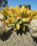 Sedum nussbaumerianum