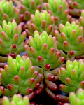 Sedum rubrotinctum