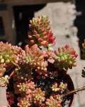 Sedum Rubrotinctum