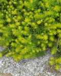 Sedum Rupestre