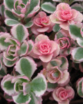 Sedum spurium 'Tricolor'