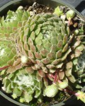 Sempervivum Arachnoideum