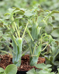 Senecio articulatus