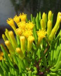 Senecio barbertonicus