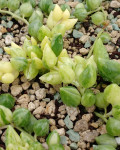 Senecio herreianus variegata