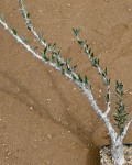 Sesamothamnus Lugardii