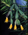 Shlumbergera lutea