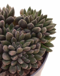 Sinocrassula