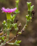 Smicrostigma
