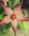 Stapelia acuminata