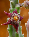 Stapelia arenosa