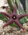 Stapelia baylissii