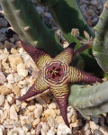 Stapelia cedrimontana