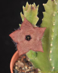 Stapelia clavicorona