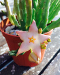 Stapelia divaricata