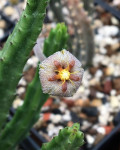 Stapelia erectiflora