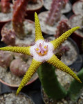 Stapelia flavopurpurea