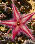 Stapelia gariepensis