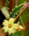 Stapelia glanduliflora