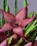 Stapelia grandiflora