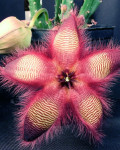 Stapelia hirsuta