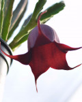 Stapelia leendertziae