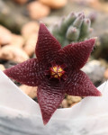 Stapelia paniculata