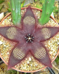 Stapelia pulvinata