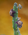 Stapelia rubiginosa