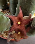 Stapelia rufa