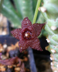 Stapelia similis