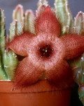 Stapelia tsomoensis