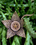 Stapelia variegata