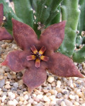 Stapelia vetula