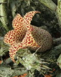 Stapelianthus