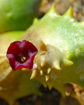 Stapeliopsis