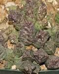Stapeliopsis Urniflora